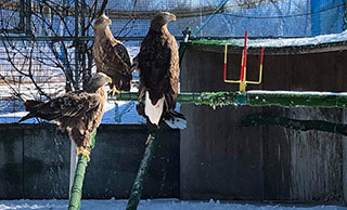 Experiment conducted with experts that focuses on birds of prey