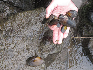 Identified cherry trout and freshwater pearl mussels (released after confirmation)