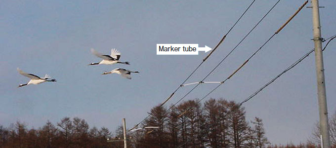 Tancho flying by power lines on which marker tubes have been placed