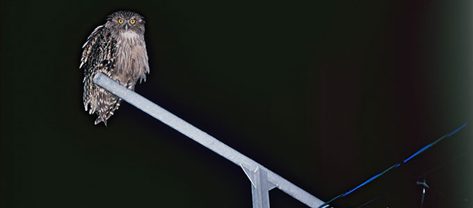 Blakiston's fish owl resting on a perch
