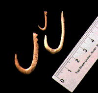 海獣の牙でつくられた珍しい釣り針