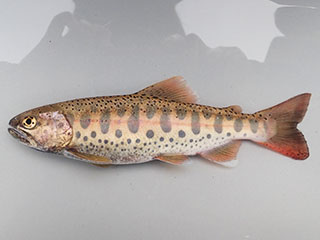 Identified cherry trout and freshwater pearl mussels (released after confirmation)